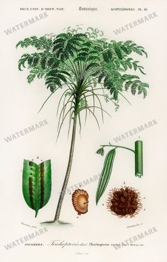 Dictionnaire Universel Dhistoire Naturelle Vintage Prints