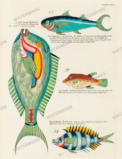 Fish Vintage Prints