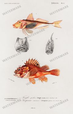 Dictionnaire Universel Dhistoire Naturelle Vintage Prints