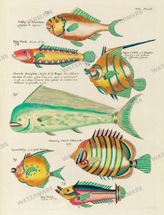 Fish Vintage Prints