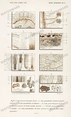 Dictionnaire Universel Dhistoire Naturelle Vintage Prints