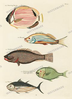 Fish Vintage Prints