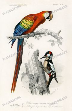 Dictionnaire Universel Dhistoire Naturelle Vintage Prints