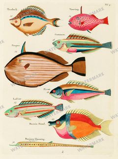 Fish Vintage Prints