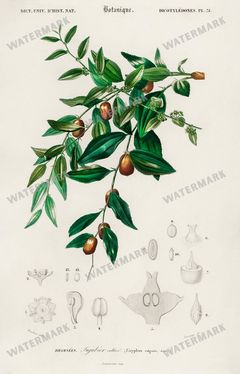 Dictionnaire Universel Dhistoire Naturelle Vintage Prints