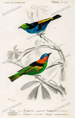 Dictionnaire Universel Dhistoire Naturelle Vintage Prints