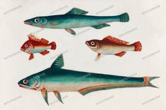 Fish Vintage Prints