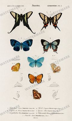 Dictionnaire Universel Dhistoire Naturelle Vintage Prints