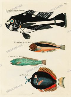 Fish Vintage Prints