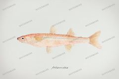 Fish Vintage Prints