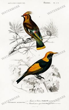 Dictionnaire Universel Dhistoire Naturelle Vintage Prints