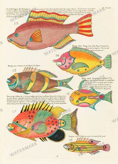 Fish Vintage Prints