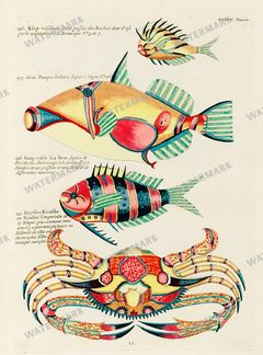 Fish Vintage Prints