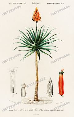 Dictionnaire Universel Dhistoire Naturelle Vintage Prints