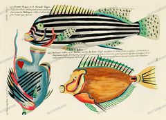 Fish Vintage Prints