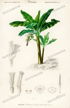 Dictionnaire Universel Dhistoire Naturelle Vintage Prints