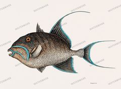 Fish Vintage Prints