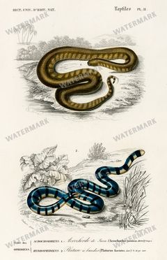 Dictionnaire Universel Dhistoire Naturelle Vintage Prints