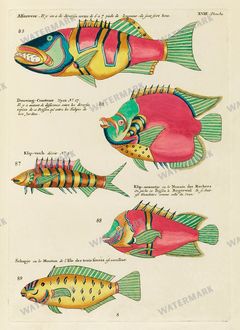 Fish Vintage Prints