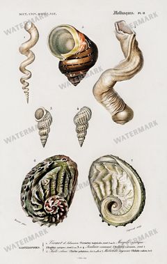 Dictionnaire Universel Dhistoire Naturelle Vintage Prints