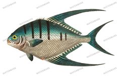 Fish Vintage Prints