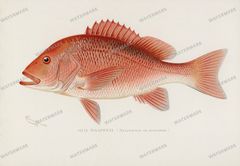Fish Vintage Prints
