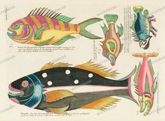 Fish Vintage Prints