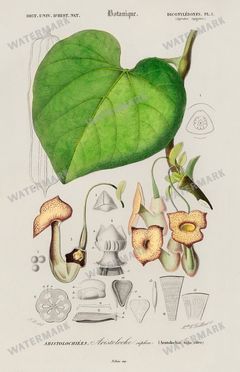 Dictionnaire Universel Dhistoire Naturelle Vintage Prints