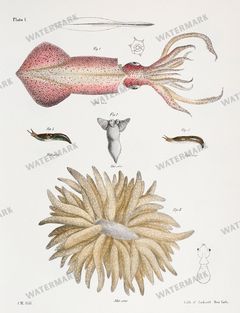 Fish Vintage Prints