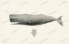 Fish Vintage Prints