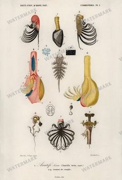 Dictionnaire Universel Dhistoire Naturelle Vintage Prints