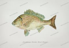 Fish Vintage Prints
