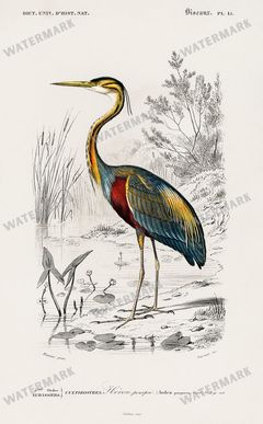 Dictionnaire Universel Dhistoire Naturelle Vintage Prints