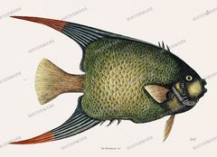 Fish Vintage Prints