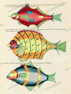 Fish Vintage Prints