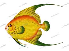 Fish Vintage Prints