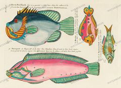 Fish Vintage Prints