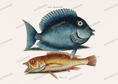 Fish Vintage Prints