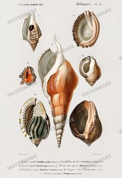 Dictionnaire Universel Dhistoire Naturelle Vintage Prints