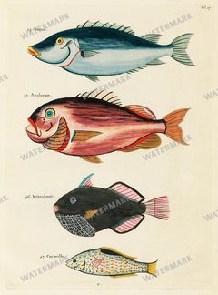 Fish Vintage Prints