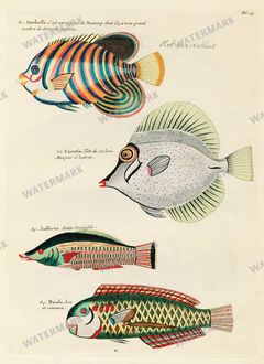 Fish Vintage Prints