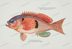Fish Vintage Prints