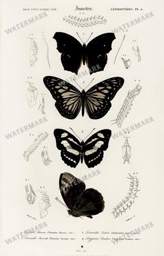 Dictionnaire Universel Dhistoire Naturelle Vintage Prints