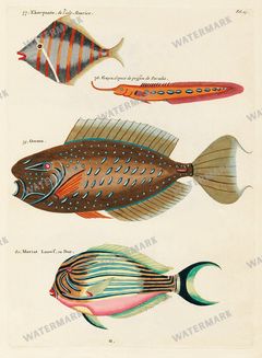Fish Vintage Prints