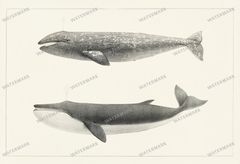 Fish Vintage Prints