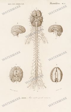 Dictionnaire Universel Dhistoire Naturelle Vintage Prints
