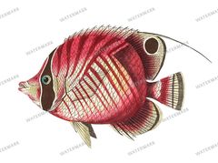 Fish Vintage Prints