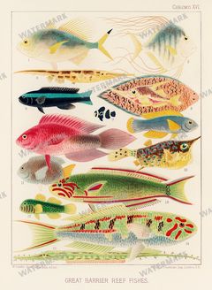 Fish Vintage Prints
