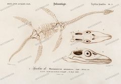 Dictionnaire Universel Dhistoire Naturelle Vintage Prints