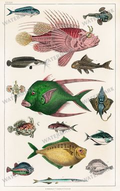 Fish Vintage Prints